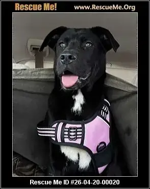 Adoption Chien