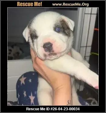 Adoption Chien