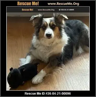 Adoption Chien