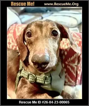 Adoption Chien