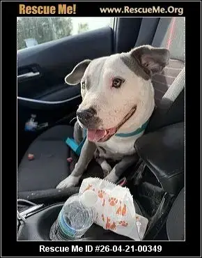 Adoption Chien