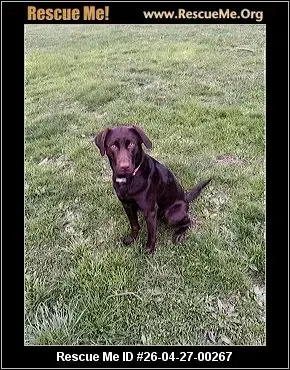 Adoption Chien
