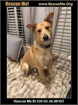 Adoption Chien