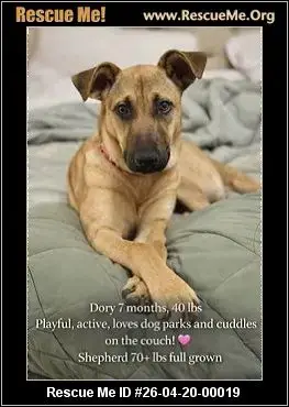 Adoption Chien