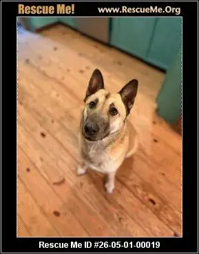 Adoption Chien