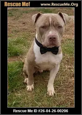 Adoption Chien