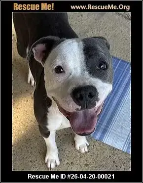 Adoption Chien