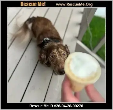Adoption Chien