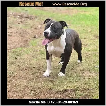 Adoption Chien