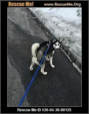 Adoption Chien