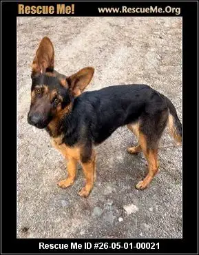 Adoption Chien