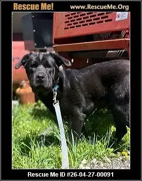 Adoption Chien