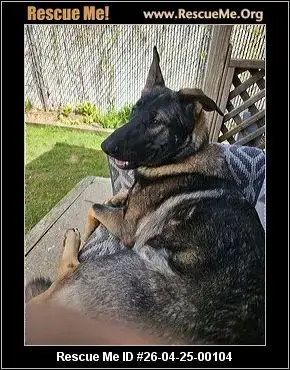 Adoption Chien
