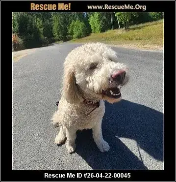 Adoption Chien