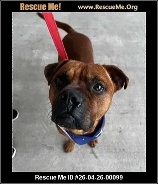 Adoption Chien
