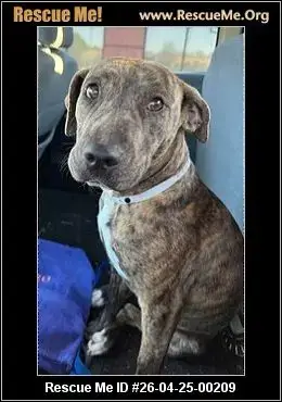 Adoption Chien