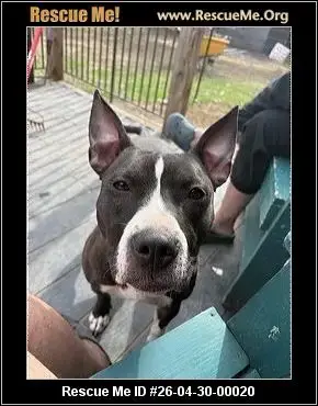 Adoption Chien
