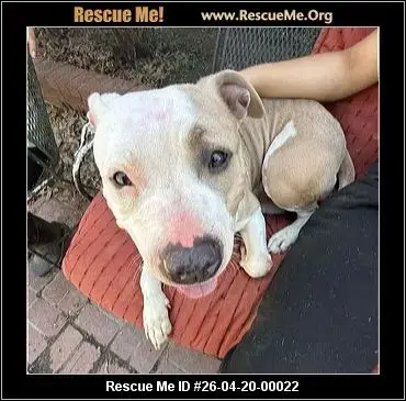 Adoption Chien