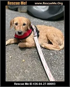 Adoption Chien