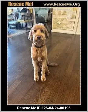 Adoption Chien