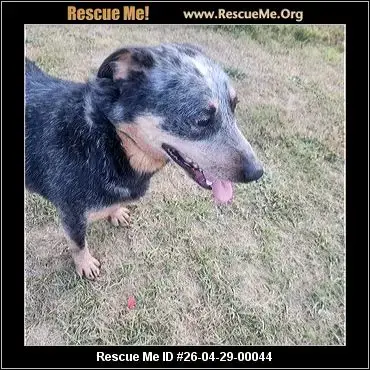 Adoption Chien