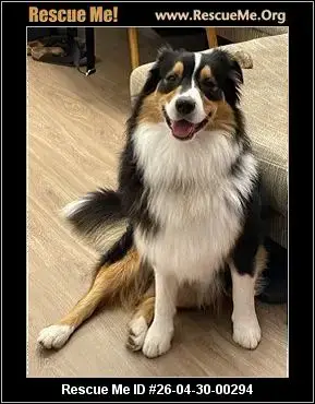 Adoption Chien