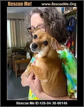 Adoption Chien