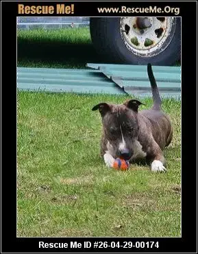 Adoption Chien