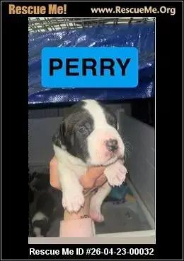 Adoption Chien