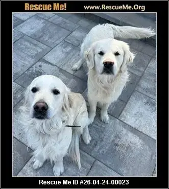 Adoption Chien