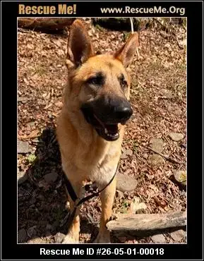 Adoption Chien