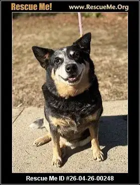 Adoption Chien