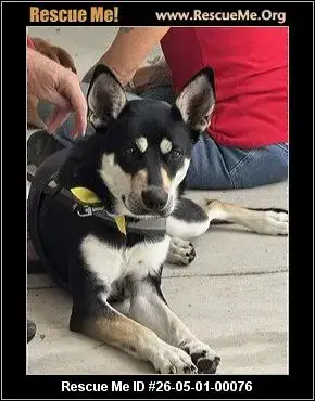 Adoption Chien