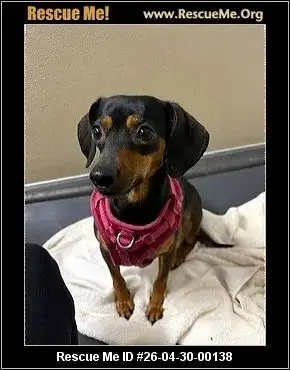 Adoption Chien