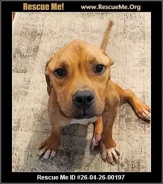 Adoption Chien