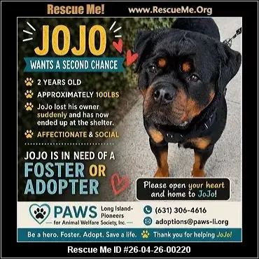 Adoption Chien