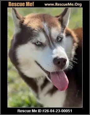 Adoption Chien