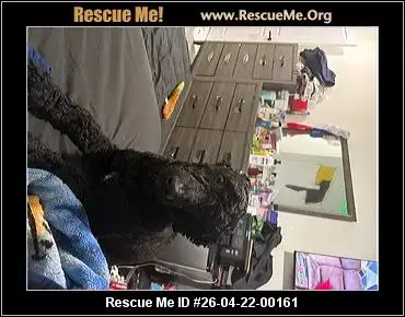 Adoption Chien