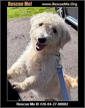 Adoption Chien
