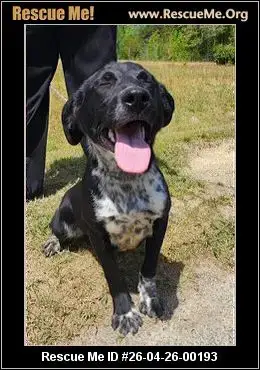 Adoption Chien