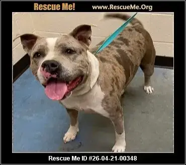 Adoption Chien