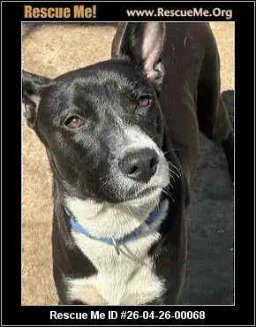 Adoption Chien