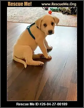 Adoption Chien