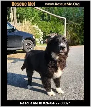 Adoption Chien