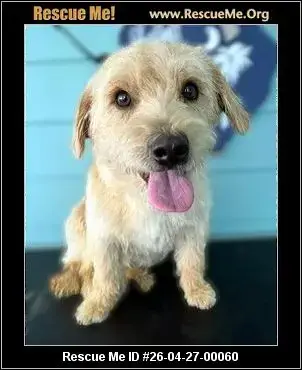 Adoption Chien