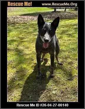 Adoption Chien