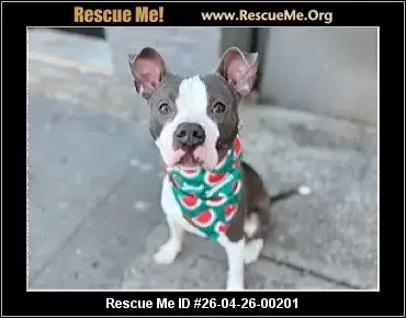 Adoption Chien