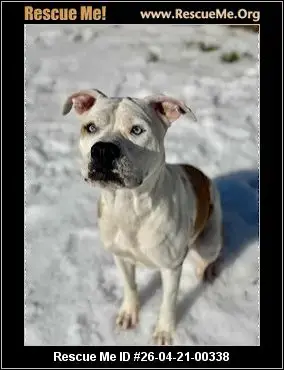 Adoption Chien