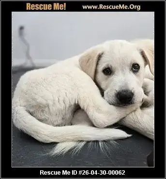 Adoption Chien