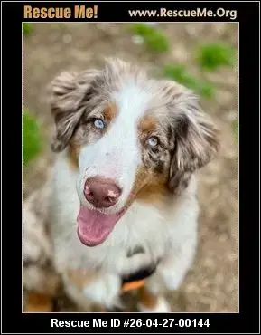 Adoption Chien
